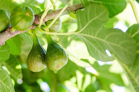 開花無花果花|イチジク（無花果）とは？育て方・栽培方法